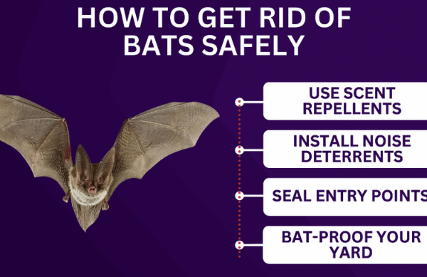 How To Get Rid of Bats? All You Need to Know Identifying Signs of Bats in Your Home, DIY vs. Professional Bat Removal, Tips for Long-Term Bat Prevention, And Much More