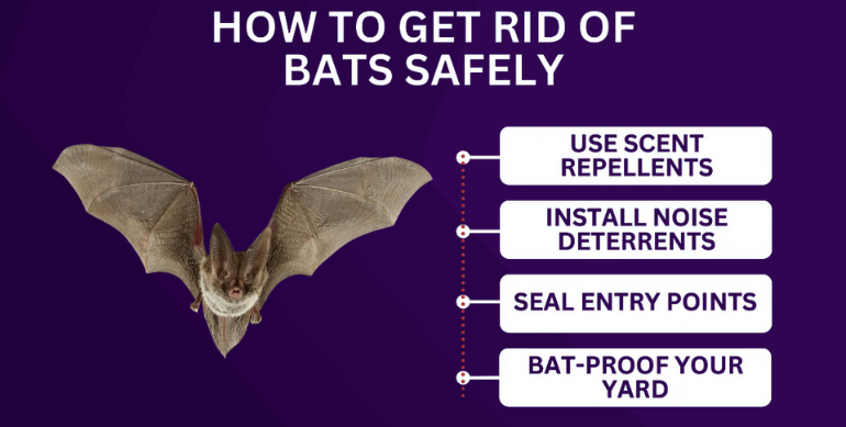 How To Get Rid of Bats? All You Need to Know Identifying Signs of Bats in Your Home, DIY vs. Professional Bat Removal, Tips for Long-Term Bat Prevention, And Much More