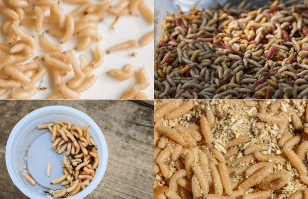 How to Get Rid of Maggots? A Complete Step-by-Step Guide to Eliminate Infestations, Clean Affected Areas, and Prevent Future Outbreaks in Your Home