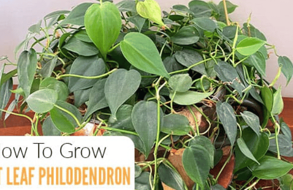 Heartleaf Philodendron: A Complete Guide to Care, Growth, Propagation, and Styling for a Lush, Vibrant Indoor Garden
