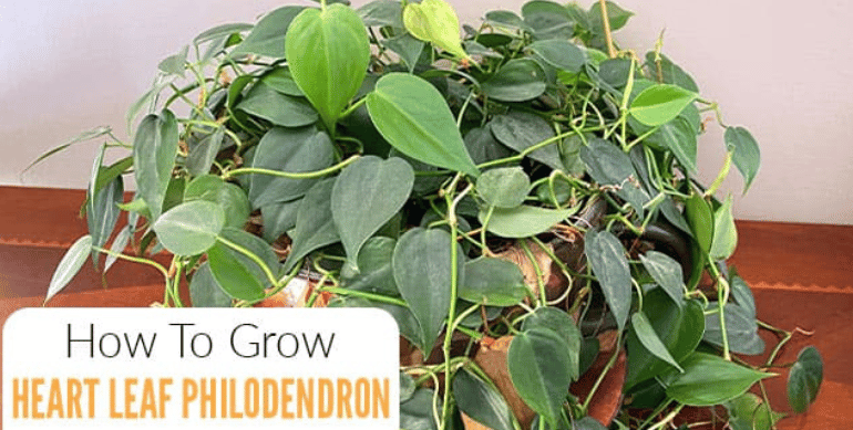 Heartleaf Philodendron: A Complete Guide to Care, Growth, Propagation, and Styling for a Lush, Vibrant Indoor Garden