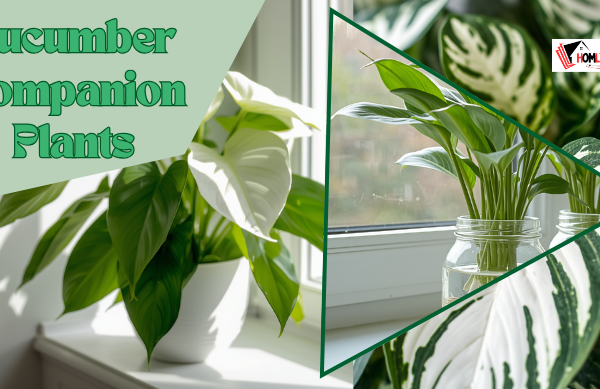 White Wizard Philodendron Complete Care Guide: How to Grow, Maintain, and Protect This Rare Variegated Houseplant for Healthy Indoor Growth and Long-Lasting White Foliage?