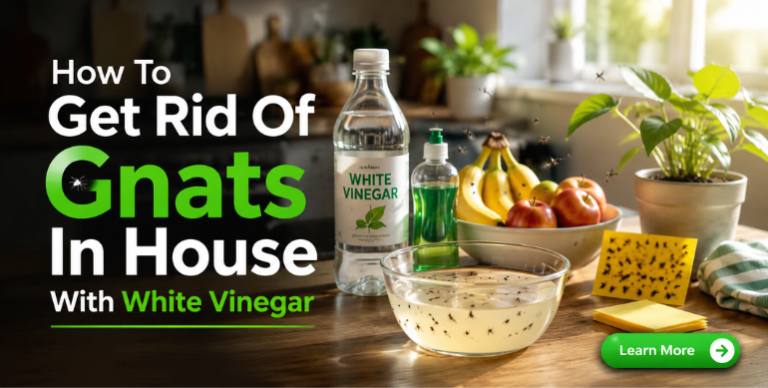How to Get Rid of Gnats in House with White Vinegar